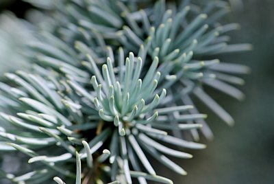 Cedrus atlantica 'Glauca' - cedr atlantský - listy (jehlice) - detail